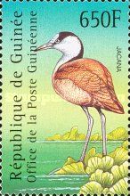 African Jacana (Actophilornis africanus)