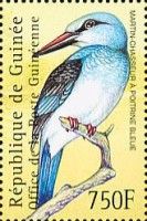 Woodland Kingfisher (Halcyon senegalensis)