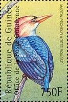 African Dwarf Kingfisher (Ispidina lecontei)