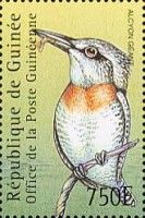 Giant Kingfisher (Megaceryle maxima)