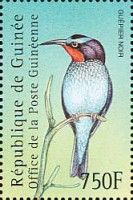 Black Bee-eater (Merops gularis)