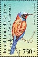 Blue-headed Bee-eater (Merops muelleri)