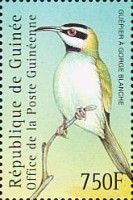 White-throated Bee-eater (Merops albicollis)
