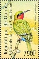 Red-throated Bee-eater (Merops bulocki)