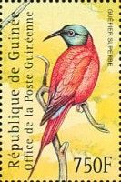 Northern Carmine Bee-eater (Merops nubicus)