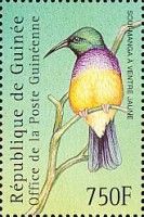 Variable Sunbird (Cinnyris venustus)