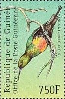 Beautiful Sunbird (Cinnyris pulchellus)