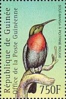 Scarlet-chested Sunbird (Chalcomitra senegalensis)