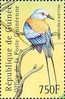 Abyssinian Roller (Coracias abyssinicus)