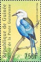 Blue-bellied Roller (Coracias cyanogaster)