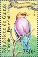 Broad-billed Roller (Eurystomus glaucurus)