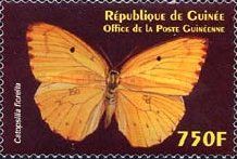 African Migrant (Catopsilia florella)