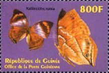 African Leaf Butterfly (Kallimoides rumia)