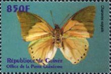 Common Green Charaxes (Charaxes eupale)