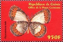 Physcaeneura leda