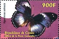 Blue Diadem (Hypolimnas salmacis)