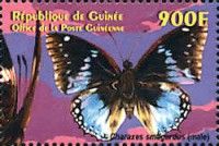 Western blue Charaxes (Charaxes smaragdalis)
