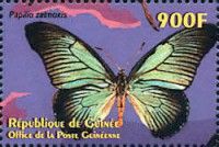 Giant blue Swallowtail (Papilio zalmoxis)