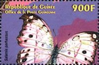 Forest Mother-of-Pearl (Protogoniomorpha parhassus)