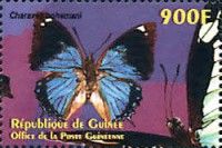 Large Blue Emperor (Charaxes bohemani)
