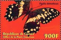 Citrus swallowtail (Papilio demodocus)