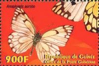 Pioneer White (Belenois aurota)