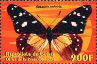 Chief (Amauris echeria)