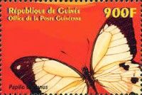 African Swallowtail (Papilio dardanus)
