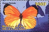 Malagasy Grass Yellow (Eurema floricola)