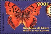 Pirate (Catacroptera cloanthe)