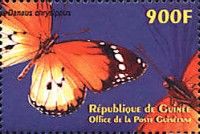 Plain Tiger (Danaus chrysippus)