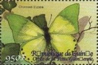 Common Green Charaxes (Charaxes eupale)