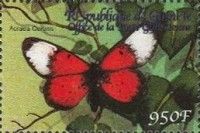 Tree top Acraea (Acraea cerasa)