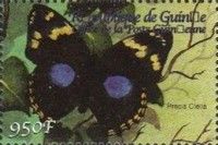 Blue Pansy (Precis clelia)