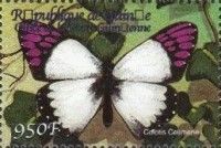 Lilac Tip (Colotis celimene)