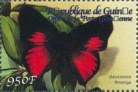 Bush Scarlet (Axiocerses amanga)