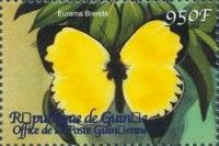 Common Grass Yellow (Eurema hecabe brenda)