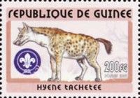 Spotted Hyena (Crocuta crocuta)