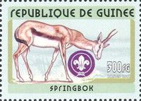 Springbok (Antidorcas marsupialis)