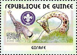Giraffe (Giraffa camelopardalis)