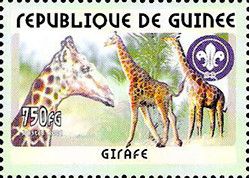 Three Giraffes (Giraffa camelopardalis)