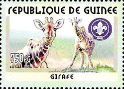 Giraffe (Giraffa camelopardalis)