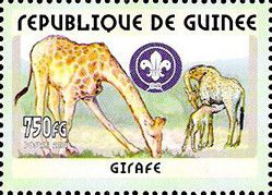 Giraffe (Giraffa camelopardalis)
