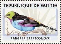 Paradise Tanager (Tangara chilensis)