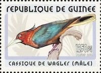 Chestnut-headed Oropendola (Psarocolius wagleri)