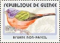 Painted Bunting (Passerina ciris)