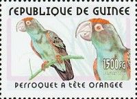 Brown-headed Parrot (Poicephalus cryptoxanthus)