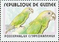 Red-fronted Parrot (Poicephalus gulielmi)