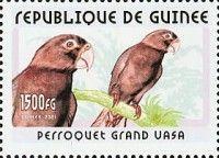 Senegal Parrot (Poicephalus senegalus)