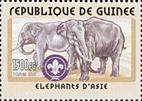 Asian elephant (Elephas maximus)